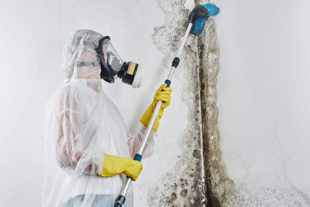 Best Crawl Space Mold Removal  in Calico Rock, AR