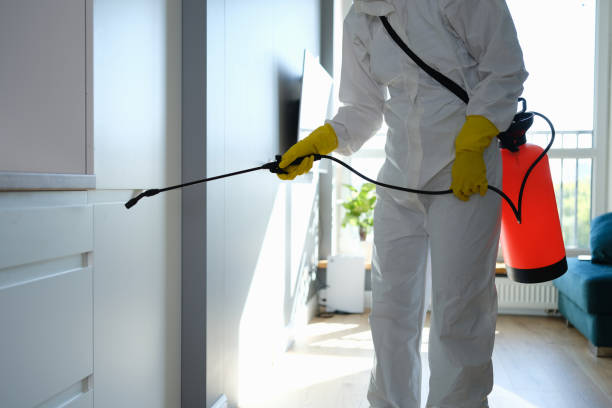Best Local Mold Removal Service  in Calico Rock, AR