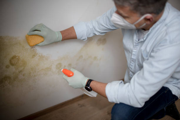 Best Toxic Mold Removal  in Calico Rock, AR