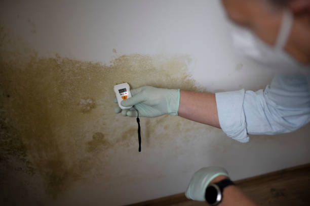 Best Residential Mold Removal  in Calico Rock, AR