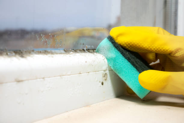 Best Toxic Mold Removal  in Calico Rock, AR