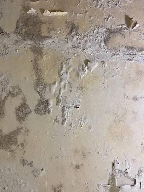 Best Affordable Mold Removal  in Calico Rock, AR