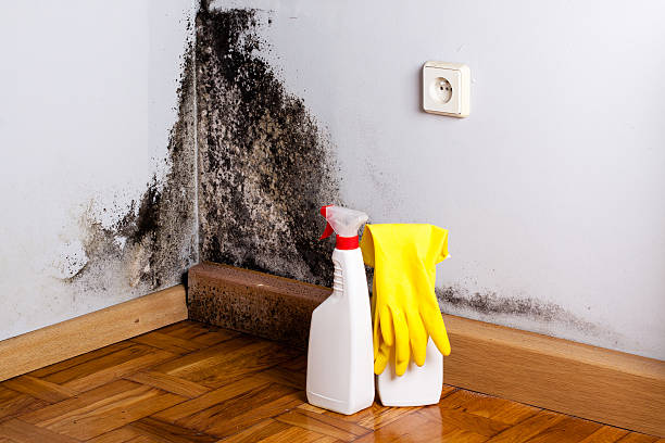 Best Commercial Mold Removal  in Calico Rock, AR